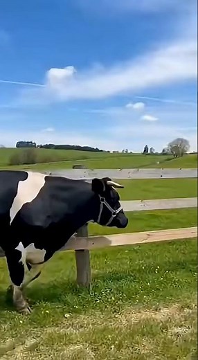 Cow pooping on a car! #funny #car #ai #funnyanimal