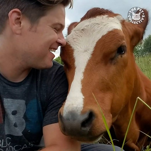 558K views · 1.5K reactions | Who doesn't love a good cow selfie  | The Pet Collective | Facebook