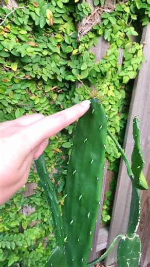Turtle Enjoying a Cactus Treat!