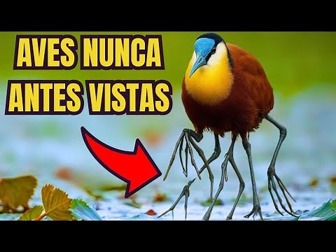 Las 10 Aves Más Extrañas del Mundo