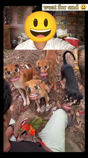 dog masti video 😃 #shorts #dog #funny #vudeo #reels