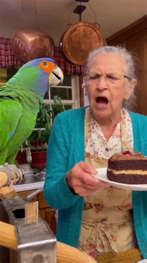 23K views · 568 reactions | Bird angry grandma don't give cake  #fypシ #talkingparrot #grandma #CockatooLife #parrots #cockatoo #viral #reel #ParrotComedy #FunnyPets #FamilyVibes #ViralBaby #CuteAnimals #ComedyShort #8KUltraRealistic #BabyAndDog #TalkingBird #ComedyShort #ViralShort #SmartParrot #ParrotDrama #ComedyClip #CuteAnimals | K1 Froocoo | Facebook