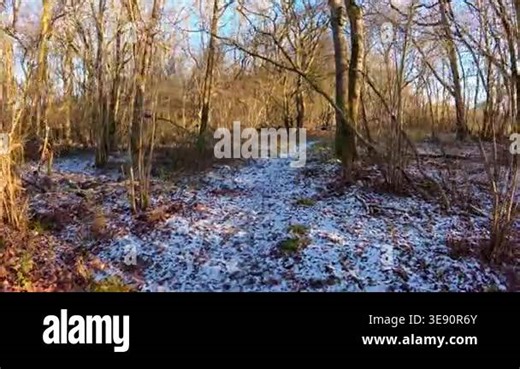 POV walking through a snowy winter woodland in the UK. High-angle perspective of footsteps on ice and snow-covered ground in a golden morning forest. Scenic outdoor winter walk in the British countryside Stock Video Footage - Alamy