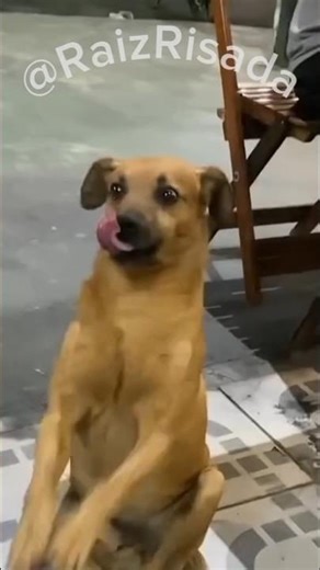 To smell the meat and then, at mealtime, what comes? Dog food! The drama of many mixed-breed dogs.