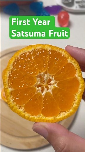 First Year Satsuma Fruit #coldhardy #citrus #satsuma