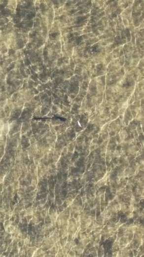 Josh D Fishing on Instagram: "GIANT topwater flatty follows and eats my lure off the surface!! Full video to this short is playing now over on my YouTube. Search Josh D Fishing #giantflathead #flatheadfishing #topwater #dronefishing"