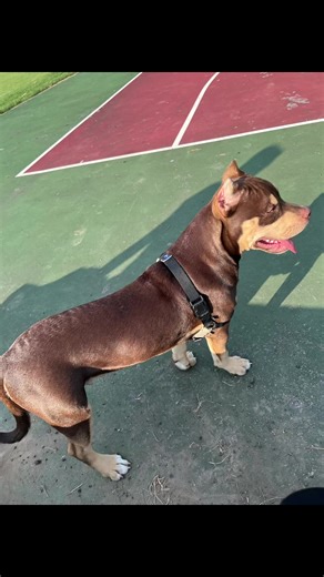 The results of the last 6 months on Bully max. He has very dense muscle mass and is very lean. We didnt use the added supplements the whole since months. Stopped about 2 months ago. We now have another puppy now and are transitioning to a raw fed diet slowly. Good results though. Built a ton of muscle while remaining at a healthy weight. You cant “bulk” a dog past their genes. I am very happy with my Bully and how hes grown #bullymax #results #bully #6months #abkc #tricolor #journey #musclegain