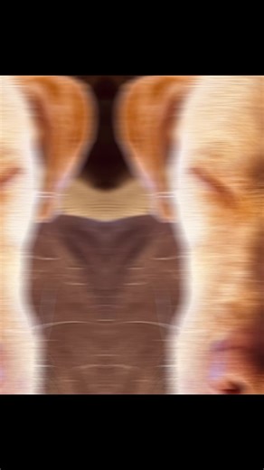 James Morrison (@jamesmorrison58)’s videos with Snoozin - Tatum Talks