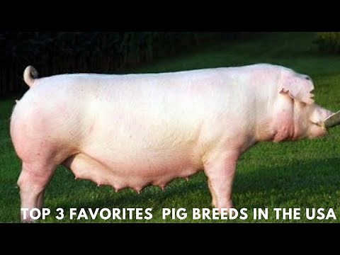 Top 3 Pig Breeds in the USA: The Farmers’ Favorites: The Countdown