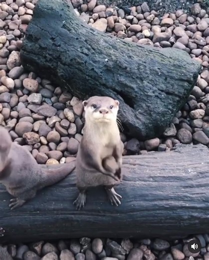 Cute Otters Playing with Rocks: Adorable Animal Fun