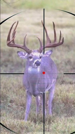 Elk Hunting | Caccia all'alce