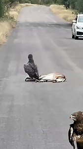 Eagle hunted a deer #eagle #deer #wildlife | HK Entertain