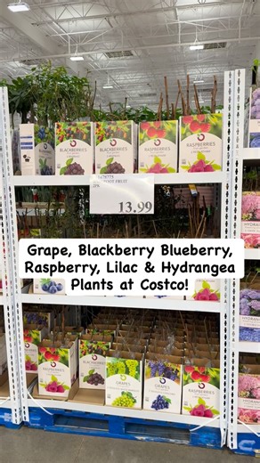 Laura Jayne Lamb on Instagram: "🍇🫐 So many grape, berry, hydrangea, and lilac plants at Costco!"