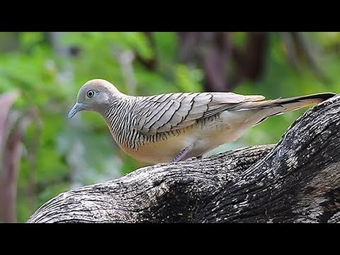 Zebra Dove (Geopelia striata) 4K