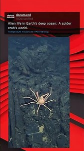Alien life in Earth's deep ocean: A spider crab's world.