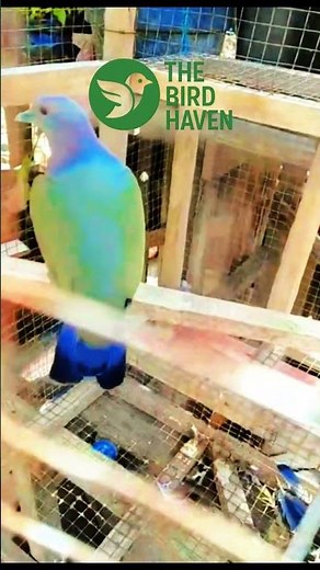 Beautiful Green Pigeon Singing Inside Aviary – Rare Bird Voice Captured