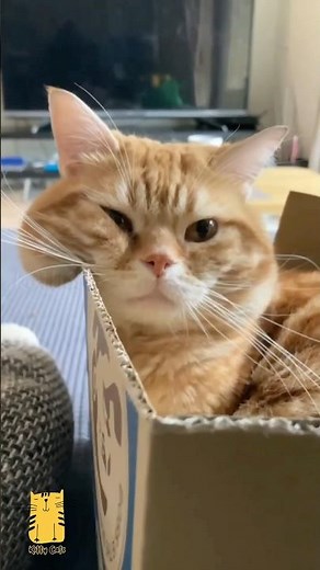 Funny Cat & Cute Kittens634😻 #shorts #kucing #kucinglucu #funny #pet #cat #foryou #viral #viralvideo