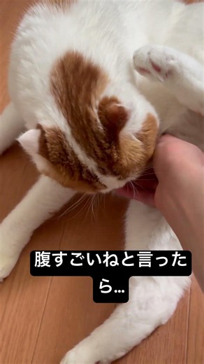 飼い猫に怒られました#cat#shorts