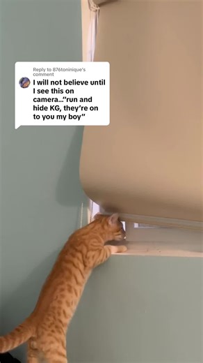 Clever Cat Knows How to Open the Window