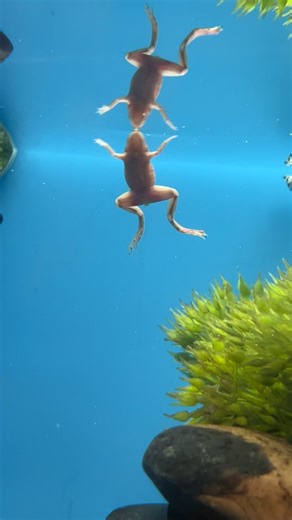 Understanding Frog Care: Essential Tips for Pet Owners