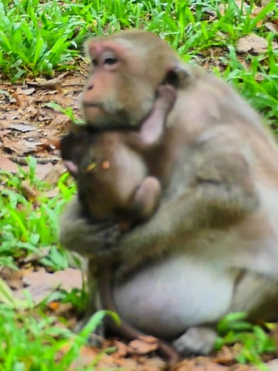 Baby macaque rescued from others trying to take him