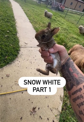 Snow White Part 1 • There is NEVER a dull moment around here. Searching for Erica’s tail and found three bunnies that the sheep disturbed while grazing. • #animals