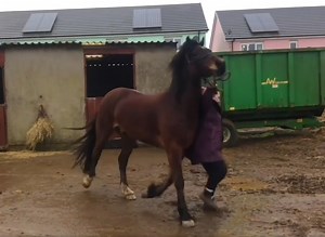 Into pressure horses are extremely difficult to handle and can be dangerous . Here is one of those rare cases . This also shows how incredibly persistent his owner was and how she managed to achieve her dreams . https://steve-young-horsemanship.myshopify.com/ | Steve Young horsemanship