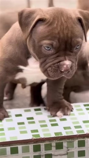Playful Puppies Interacting in a Fun Outdoor Setting