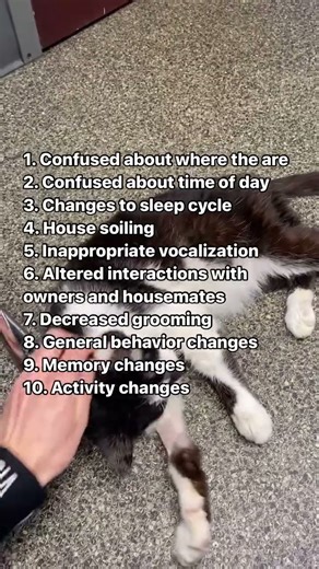 Cognitive Dysfunction Syndrome affects about 🙀 30% of cats over the age of 11 years & 😿 over