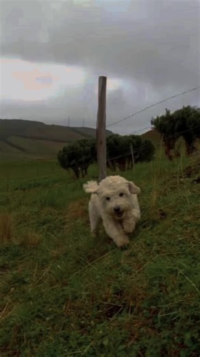 🐶te extrañaremos😭🥹