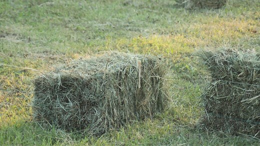 Timothy Vs Bermuda Vs Alfalfa Hay – Best Horse Hay Compared