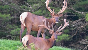 Exploring Elk County before breeding season: More than just elk
