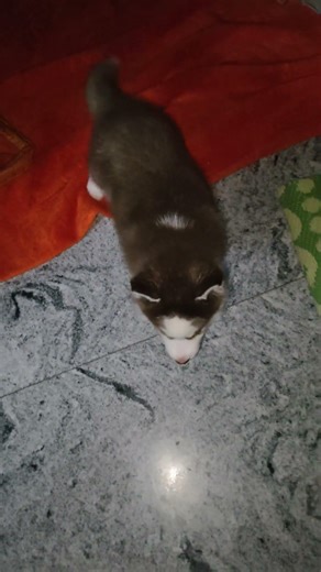 Adanga dorikipoina friends 🤦 inka ma nana computer class ki pampistadu 😂#viral #husky #siberianhusky