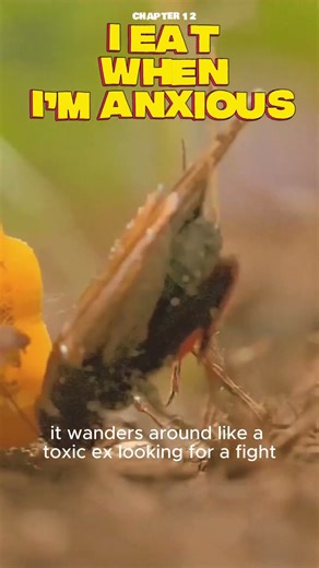 Venomous little death cult #animals #shrew #facts