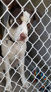 16 reactions · 24 shares | ADOPTED :) #A4303116 "Ernie" Intake 8/20...