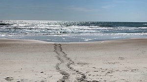 Turtle Tracks: 12,080 sea turtle hatchlings added last week on St. Johns County beaches