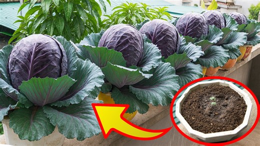 25K views · 581 reactions | Grow Purple Cabbage in Bottles Easy Balcony Gardening | H&H Gardening Secrets | Facebook