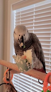 Foraging fun #TychoTheGrey | Max the Moluccan