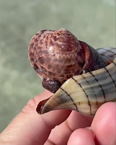 Educational Programs on Marco Island This is awesome ...our Banded Tulip enjoying a little Calico clam for lunch . These unique creatures eat other snails and including clams. After the Tulip eats / kills the clam the clam shell will have a perfect little hole through it and empty. Every day is a new adventure .Exploring in the Ten Thousands never gets old . Check online for availability, we would love to have you . www.treasureseekersshelltours.com 239-571-2331 • Video by : Shell Guide Hannah @