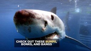 Here's proof that even sharks can be clumsy. | Shark Week