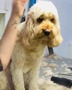 1.9K views · 35 reactions | How and why I trim the inside of a cockapoo’s ear… #lovemud #dog #dogstagram #dogs #instadogs #instagram #ukdoggroomers #doggroomer #doggroominguk #doggrooming #doggroomersofinstagram #doggroominglife #doggroomingsalon #doggroomingtips #lessons #dogstylist #dogstyler #dogstyling #petgroomingschool #petgroomer #ukdoggroomers #doggroomersofig #doggroomersuk #doggroomerproblems | Lovemud Dog Lady | Facebook