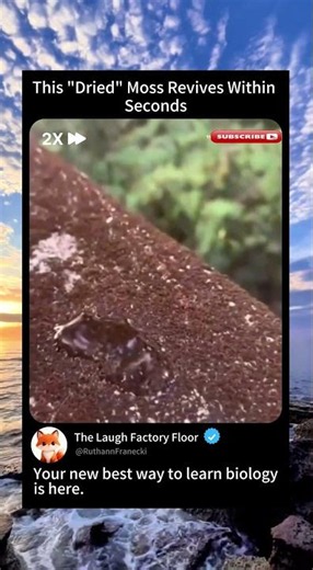 🍂 This "Dead" Moss comes 🌿 back to life in Seconds 💧| MDCT