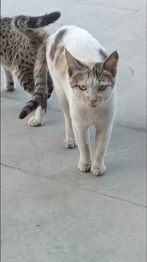 💖 Sweet Cat Romance 😻