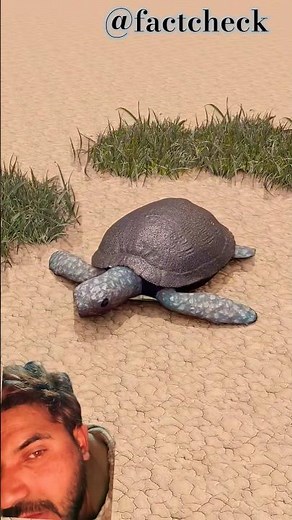 can turtle leave shell🤯(3D Animation in Hindi)#shorts