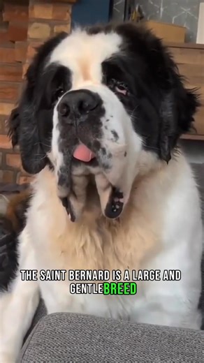 Introducing the Saint Bernard dog  #saintbernard #saintbernardpuppy #saintbernardsoftiktok #bigdog #dog #petdog | Ginger Animals | Facebook