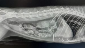 15 reactions | Endoscopy to remove foreign bodies in a cats small...