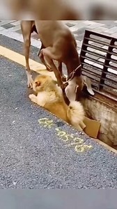 So smart | Cute Snake TV