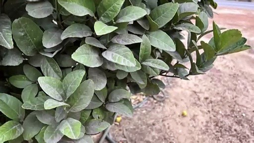 Greenbushes residents vow to step up fight against Talison Lithium over dust issues