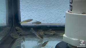 Mini Wonders: The Dwarf Corydoras, a small but mighty addition to your aquarium, exploring with charm and contributing to the underwater ballet with their delightful presence. | Pet Zone Tropical Fish, San Diego, California