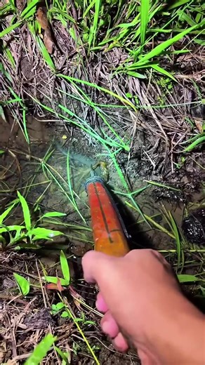 Panduan Casting Ikan Toman di Rawa